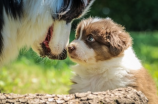 田园犬的魅力：守卫家园的好伙伴