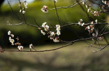 那年花开月正圆剧情(那年花开月正圆剧情大揭秘！)