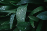 溆浦天气预报(溆浦天气预报：阴雨连绵，落雨、雾霾齐现)